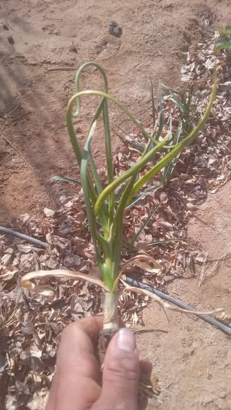 نوع الاصابه لو سمحت مع ان رشيت كل انواع المبيدات الحشرية و الفطرية و العلاج رجاء من مختص